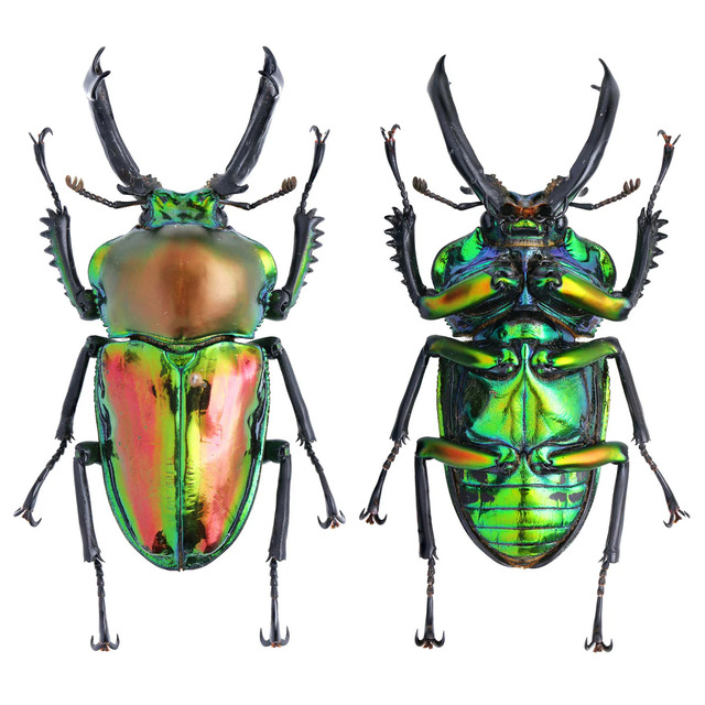 Phalacrognathus muelleri: The Rainbow Stag Beetle – A Vibrant and Iconic Insect