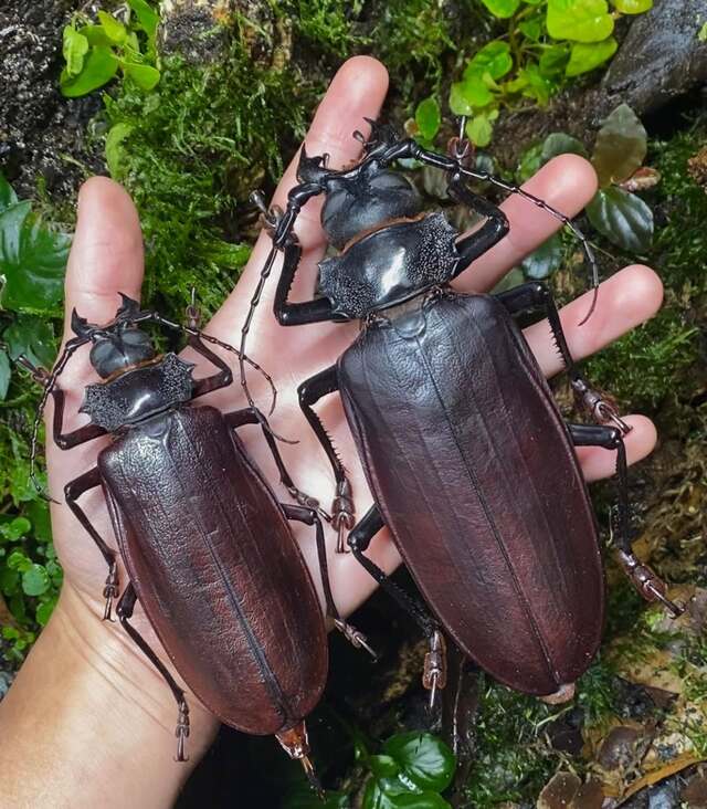 Titan Beetle (Titanus giganteus)