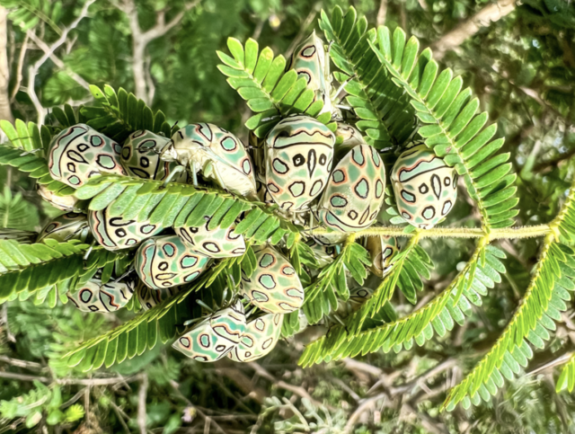 Picasso Bug (Sphaerocoris annulus)