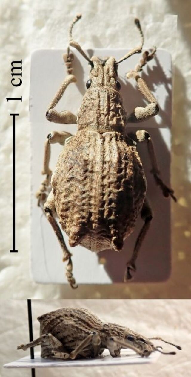 Humped Back Weevil (Episomus takahashii)