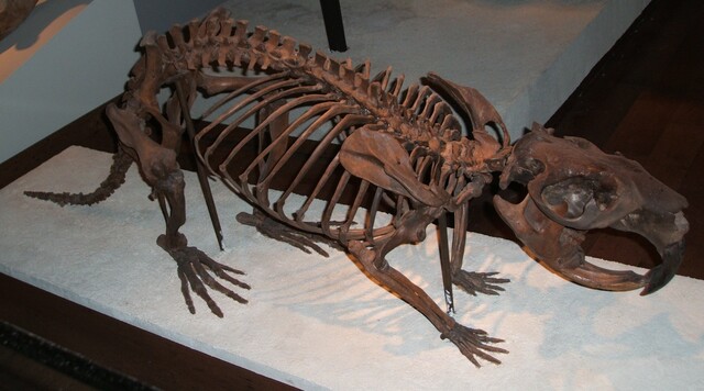 Giant Beaver (Castoroides)