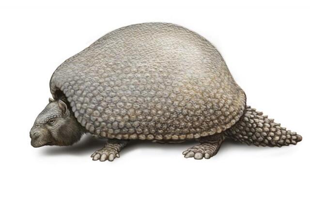 Glyptodon