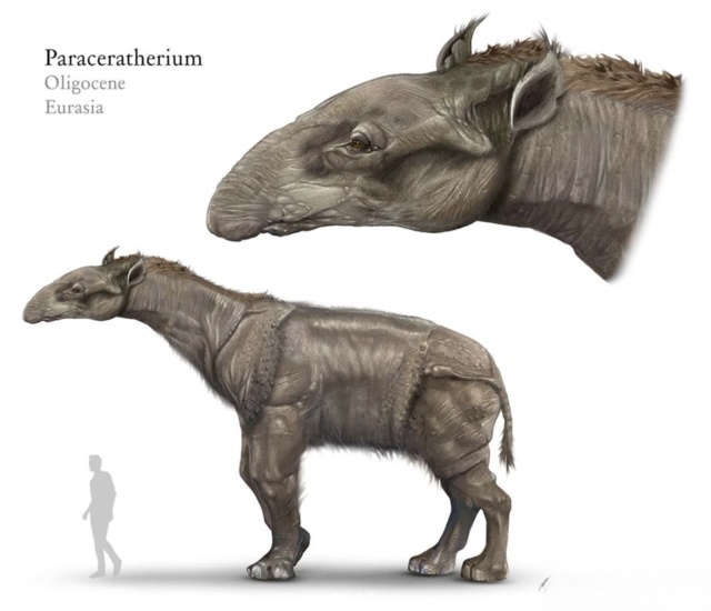 Paraceratherium