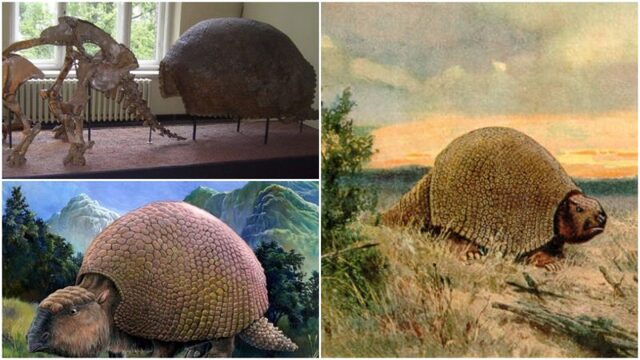 Glyptodon