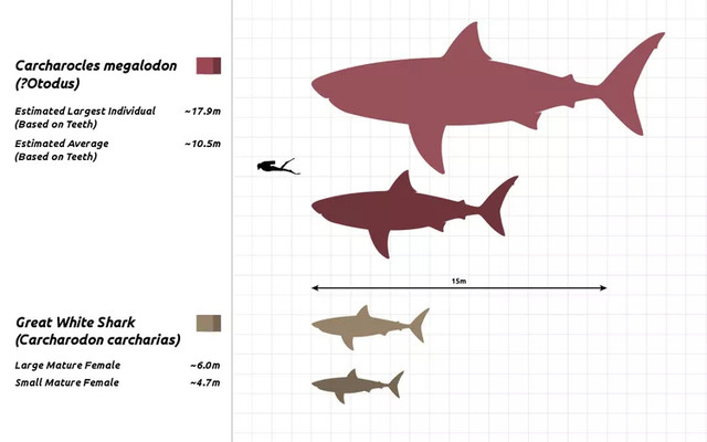 Megalodon (Otodus megalodon)