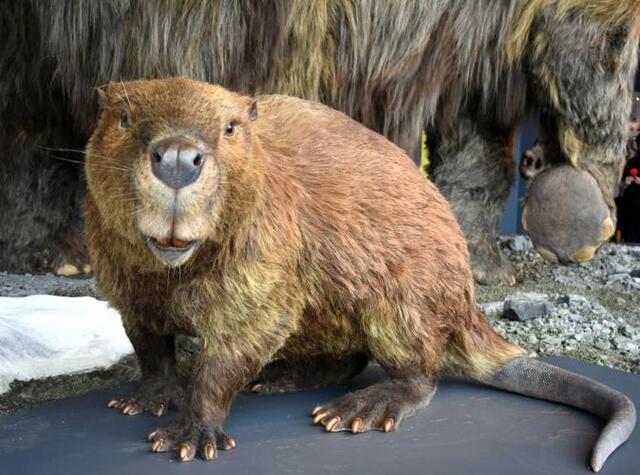 Giant Beaver (Castoroides)