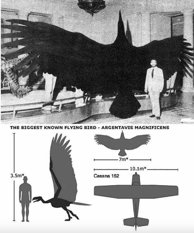 Argentavis (Argentavis magnificens) 