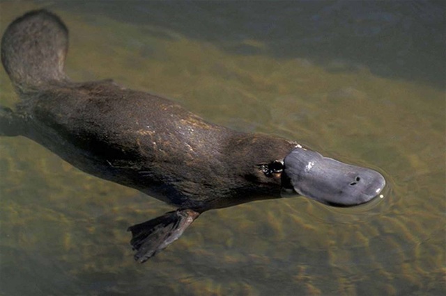 Platypus