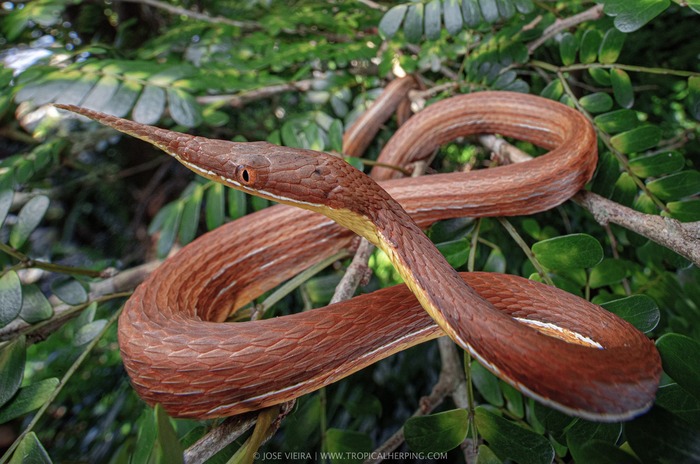 Malagasy Leaf-Nosed Snake