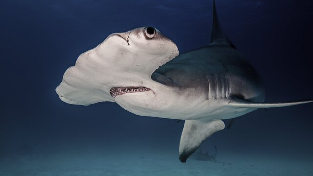 Hammerhead Shark (Sphyrnidae)