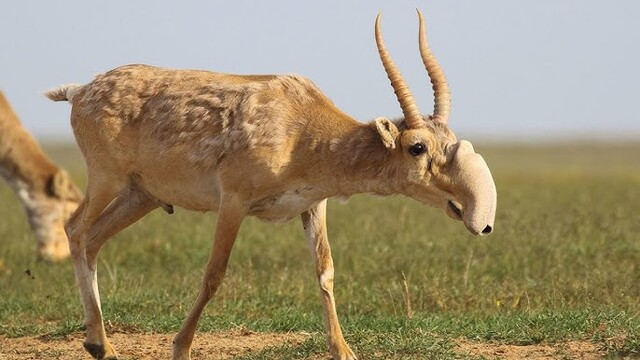 High-Nosed Antelope