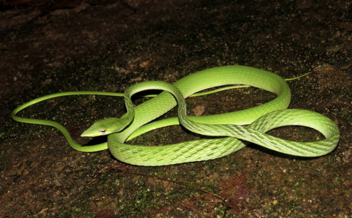 7 Unbelievably Strange-Looking Snakes: The Wonders of Nature’s Oddities