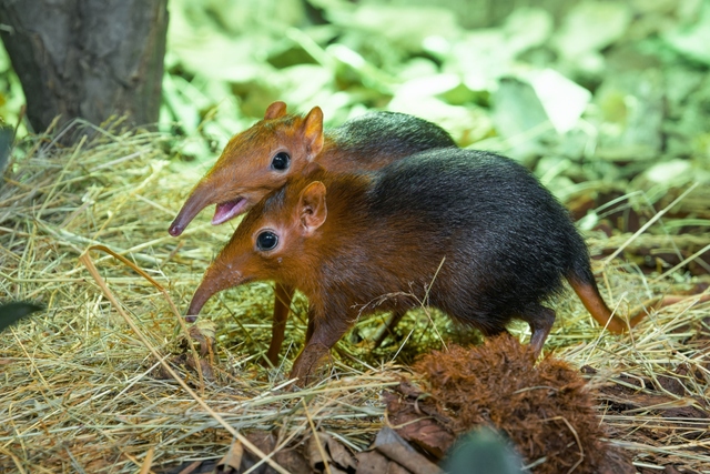 Elephant Shrew