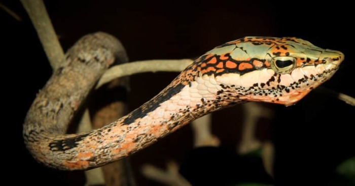 African Vine Snake