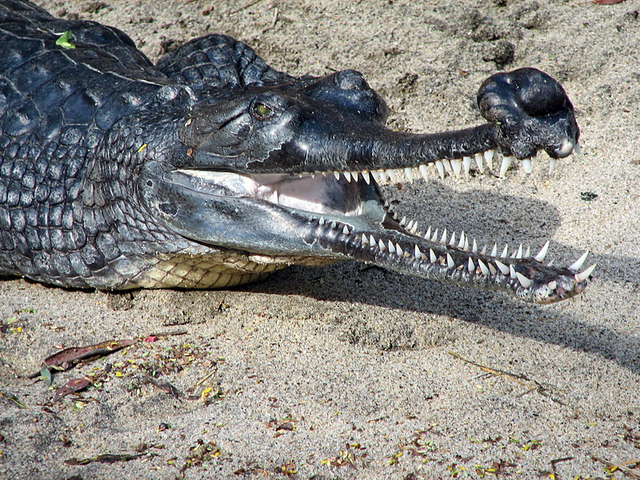 Long-Nosed Crocodile