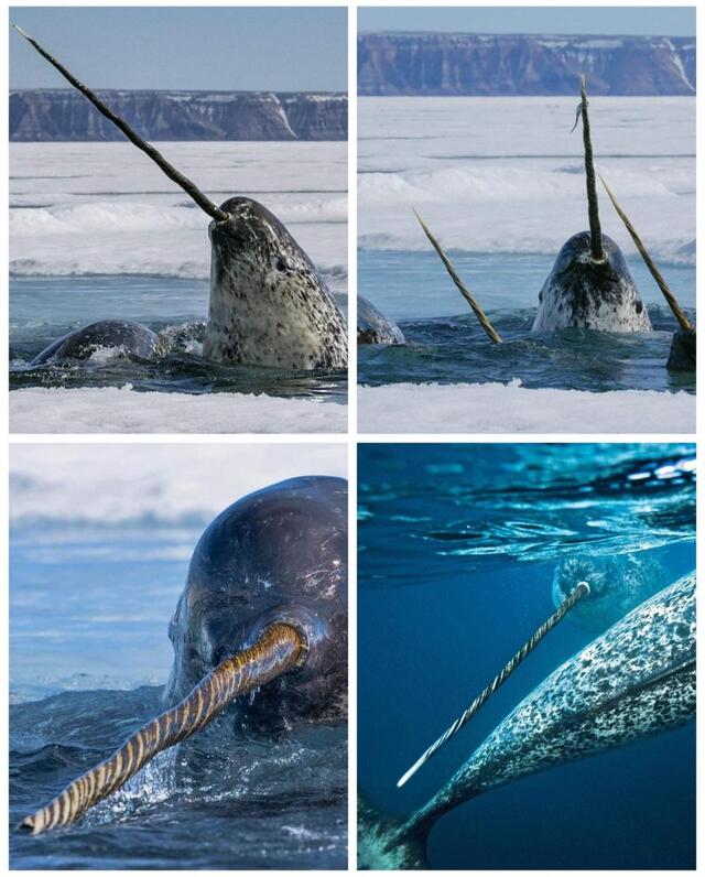 Narwhal