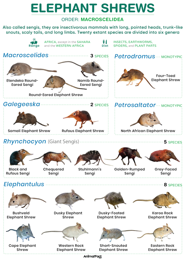 Elephant Shrew