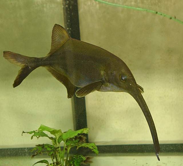 Elephantnose Fish (Gnathonemus petersii)