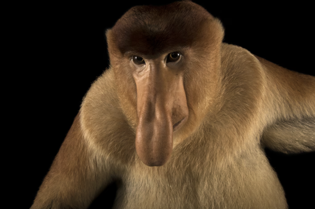 Proboscis Monkey