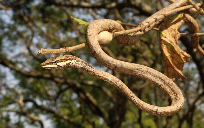 African Vine Snake