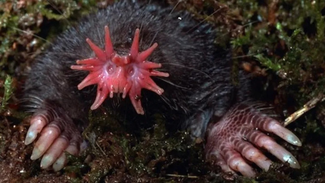 Star-Nosed Mole