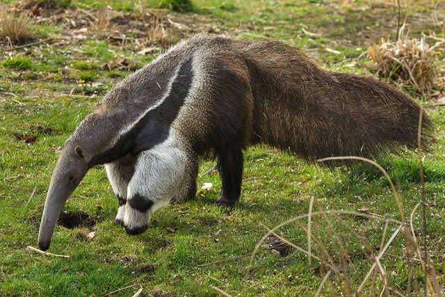 Anteater