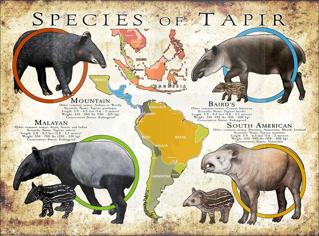 Tapir