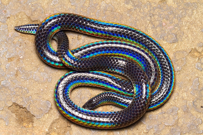 Iridescent Shieldtail