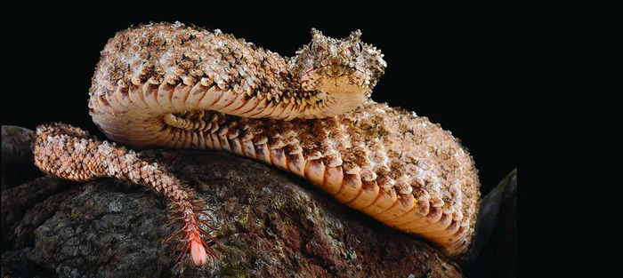 Spider-Tailed Viper