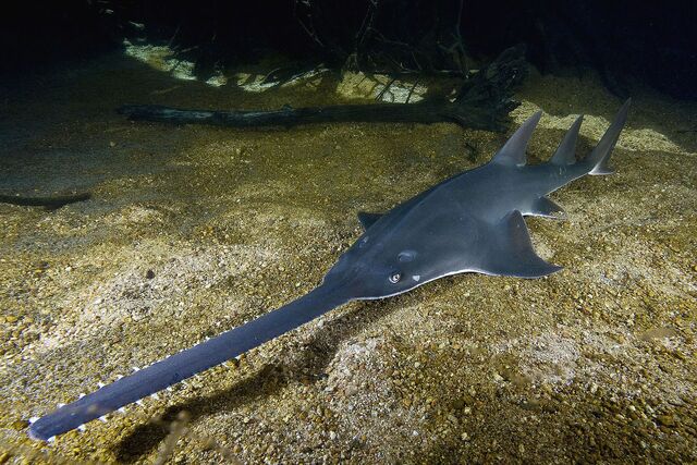 Sawfish