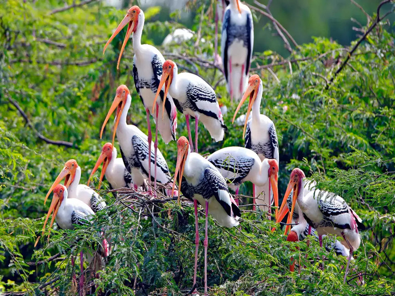 Top 10 most beautiful bird sanctuaries in China