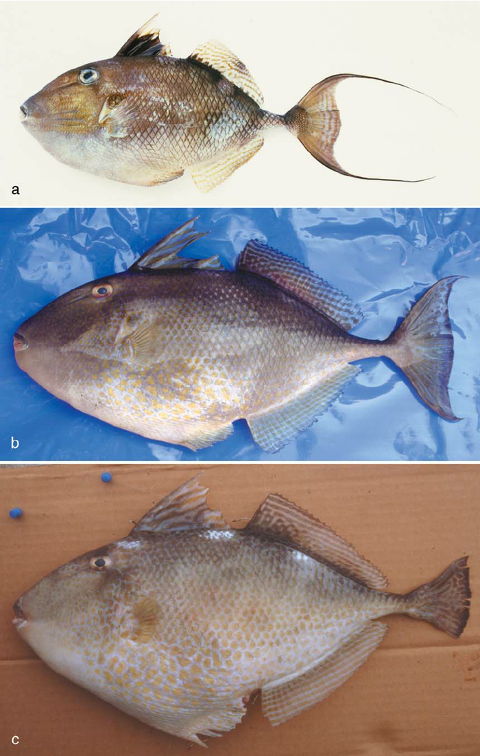 Abalistes filamentosus (Filamentous Triggerfish)