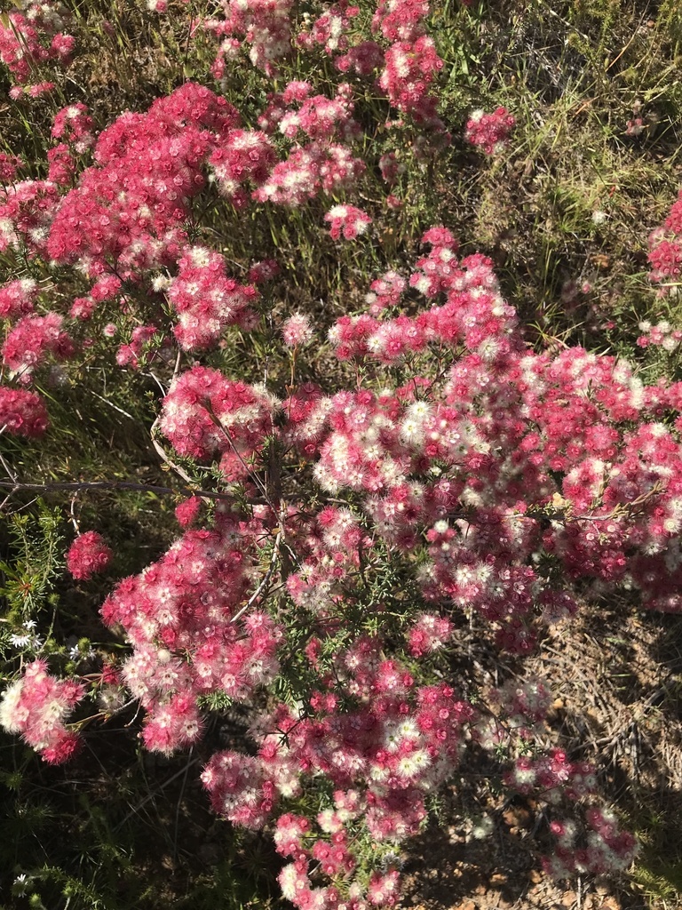 Verticordia huegelii: The Enchanting Spotted Featherflower