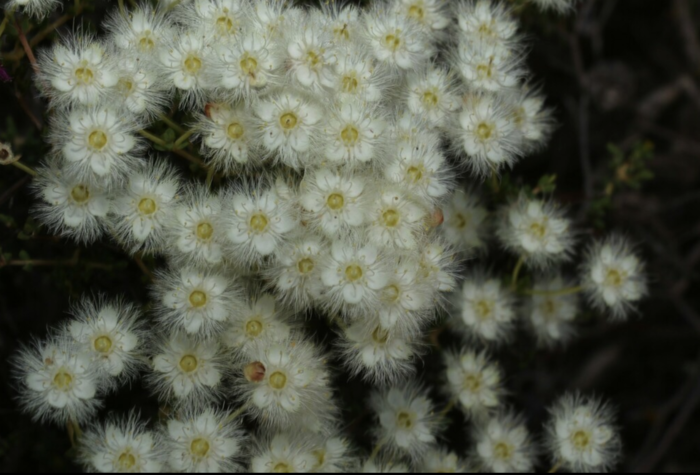 Verticordia roei: Roe's Featherflower