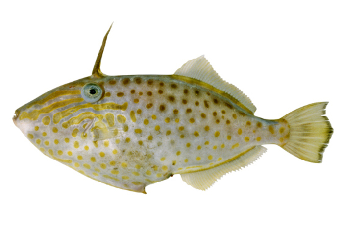 Thamnaconus hypargyreus (Silver Filefish)