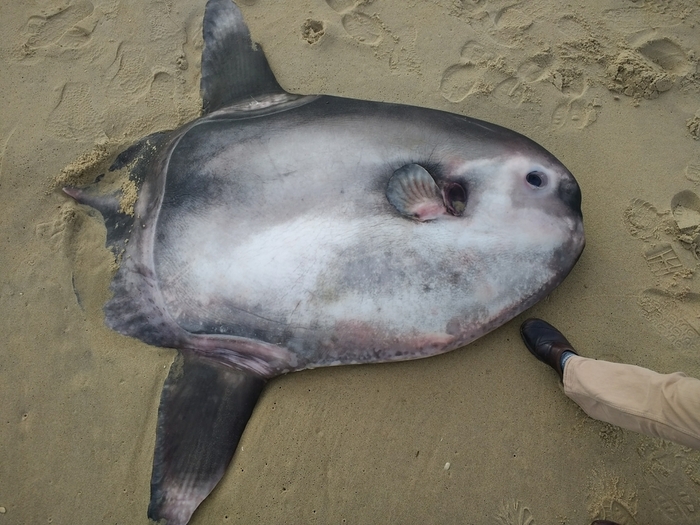 Masturus lanceolatus (Sharptail Mola)