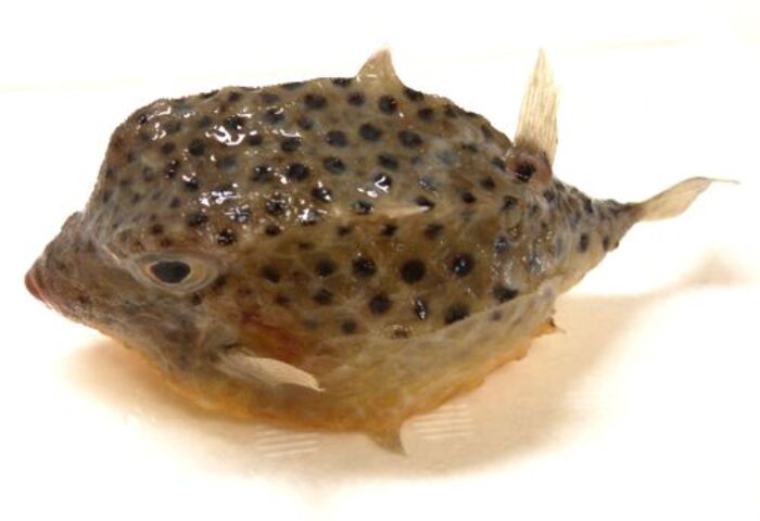 Kentrocapros aculeatus (Thornback Boxfish)