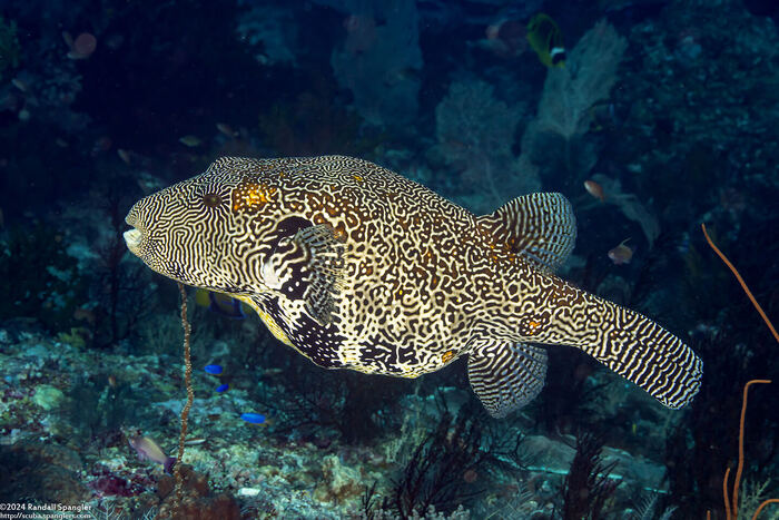 Arothron mappa (Map Pufferfish)