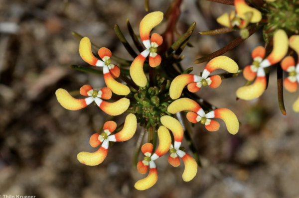 Stylidium breviscapum: The Butterfly-Like Wonder of Nature