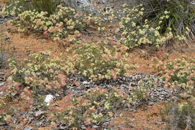 Verticordia huegelii, commonly known as the Spotted Featherflower