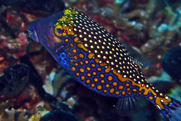 Ostracion immaculatus (Smooth Boxfish)