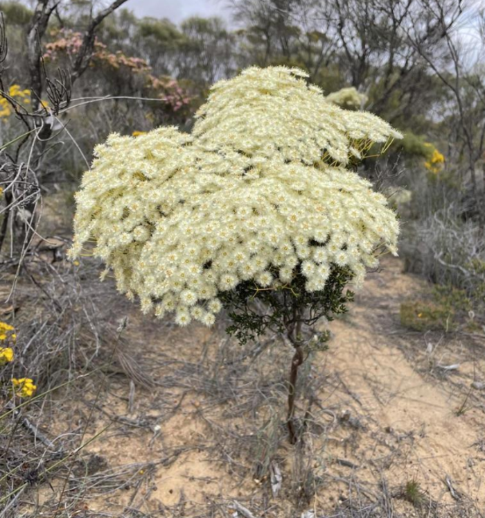 Verticordia roei: Roe's Featherflower