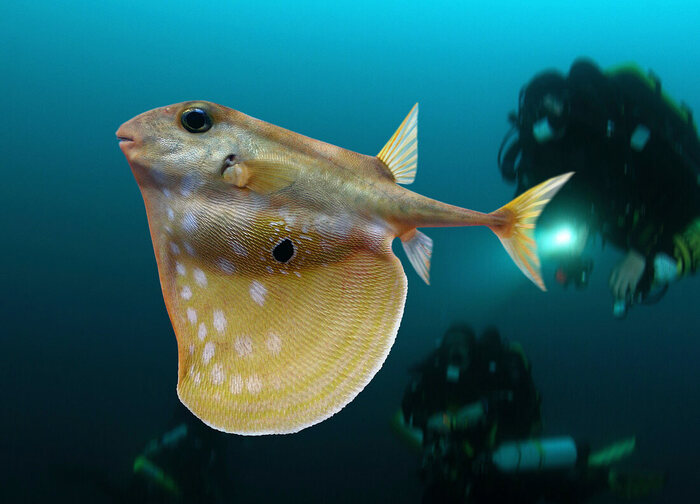 Triodon macropterus (Three-toothed Pufferfish)