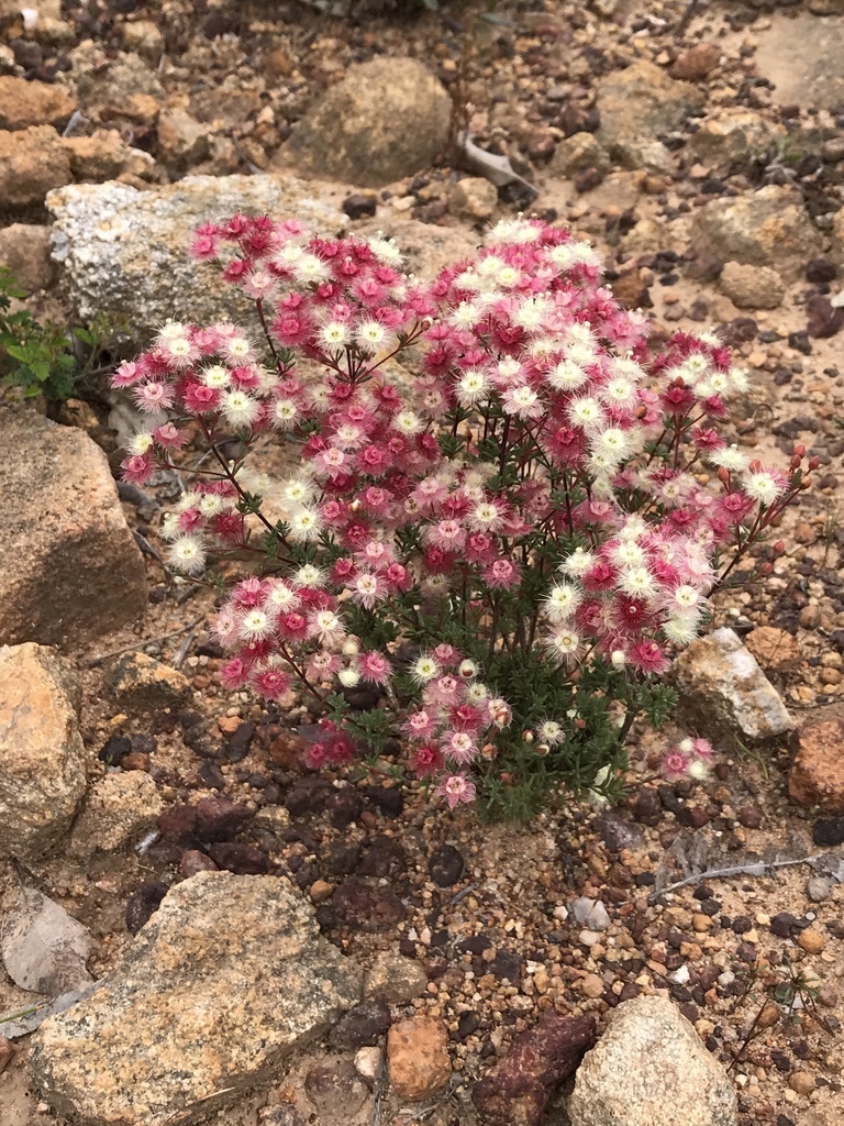 Verticordia huegelii, commonly known as the Spotted Featherflower