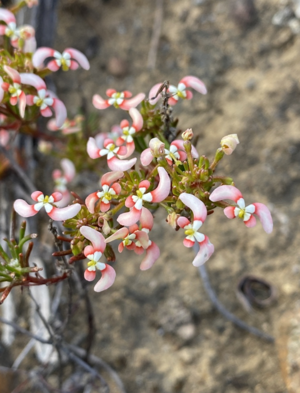 Stylidium breviscapum