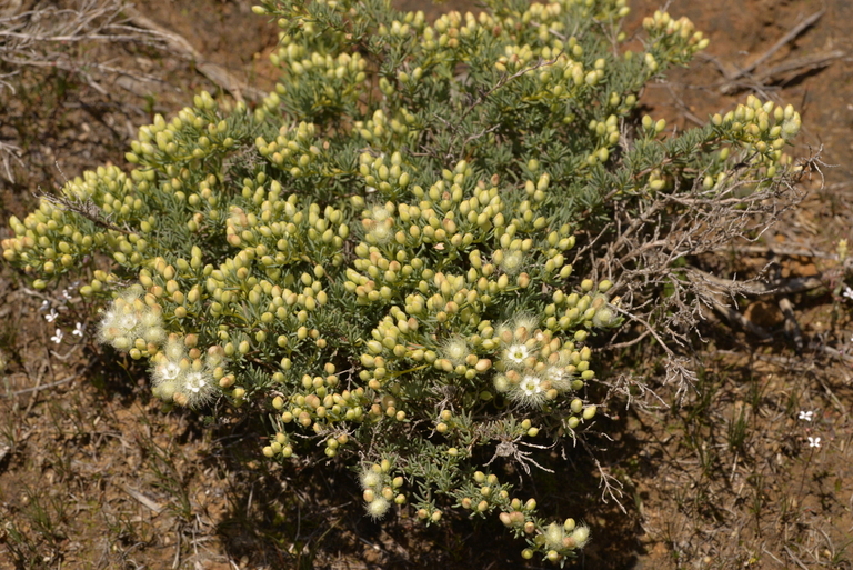 Verticordia huegelii, commonly known as the Spotted Featherflower