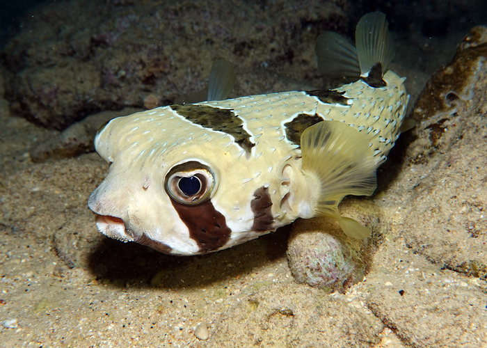 Diodon liturosus (Black-blotched Porcupinefish)