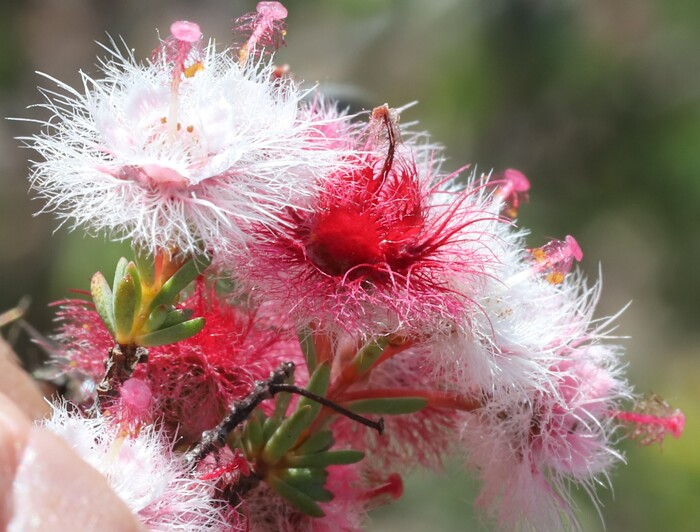 Verticordia roei: Roe's Featherflower – A Unique Shrub of Western Australia