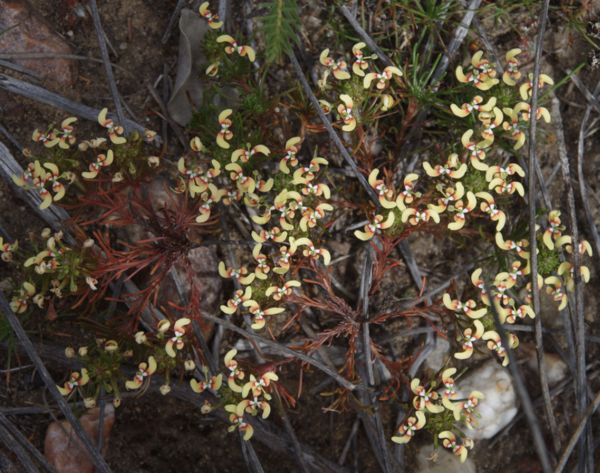 Stylidium breviscapum