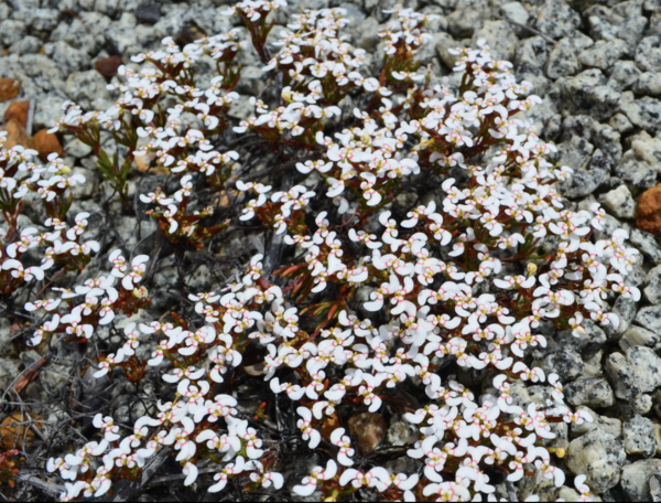 Stylidium breviscapum